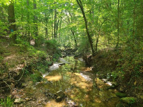 A serene forest scene with a clear creek surrounded by lush green trees and sunlight filtering through the leaves.