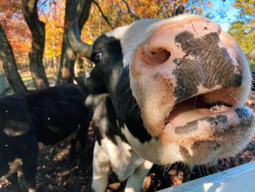 Close-up of a cow's face with a blurred background of trees and autumn leaves.