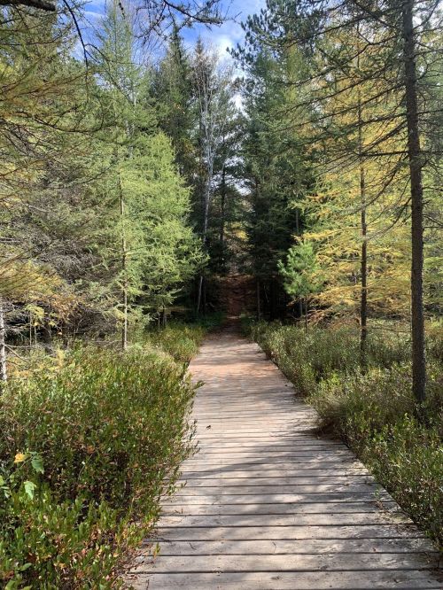 A wooden path leads through a lush forest with tall trees and greenery on either side under a clear blue sky.