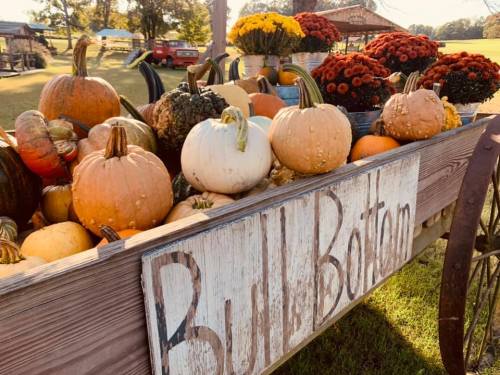 A rustic cart filled with various pumpkins and colorful mums, set in a sunny outdoor farm scene.