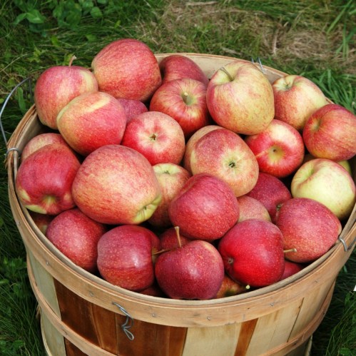 A wooden basket overflowing with fresh, red apples on a grassy surface.