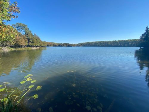 A serene lake surrounded by trees under a clear blue sky, with gentle ripples on the water's surface.