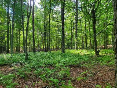 Lush green forest with tall trees and ferns covering the ground, dappled sunlight filtering through the leaves.