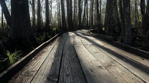 A wooden boardwalk winds through a forest, with sunlight casting shadows among the trees.