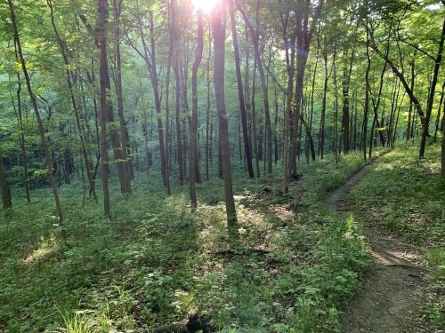 Sunlight filters through lush green trees in a serene forest, illuminating a winding dirt path.