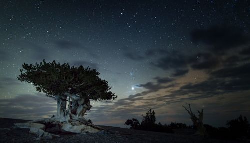 A solitary tree under a starry night sky, with clouds and distant silhouettes of other trees in the background.