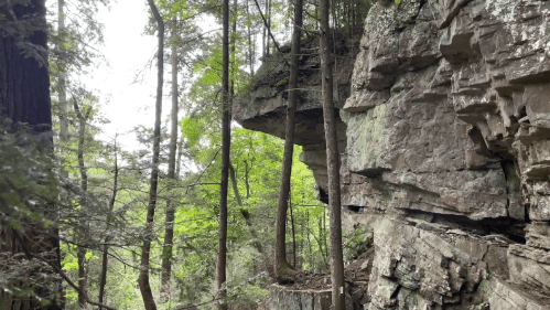 A rocky cliff surrounded by lush green trees in a forested area.