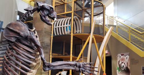 A large animal skeleton stands in a museum, with a colorful play structure in the background.