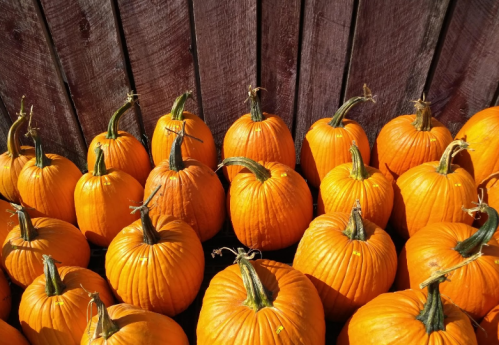 A cluster of bright orange pumpkins arranged in front of a wooden backdrop.