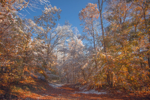 A serene winter landscape with trees covered in snow and autumn leaves, under a clear blue sky.