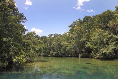 A serene river surrounded by lush green trees under a clear blue sky.