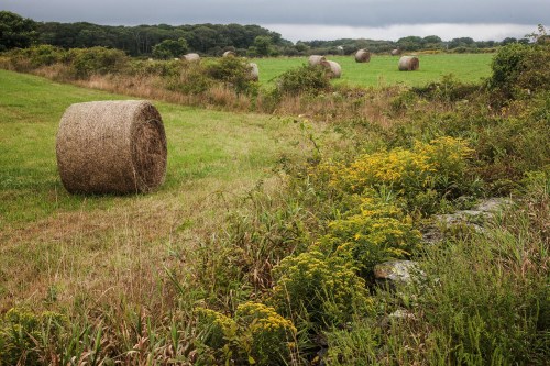A serene landscape featuring hay bales in a green field, bordered by wildflowers and trees under a cloudy sky.