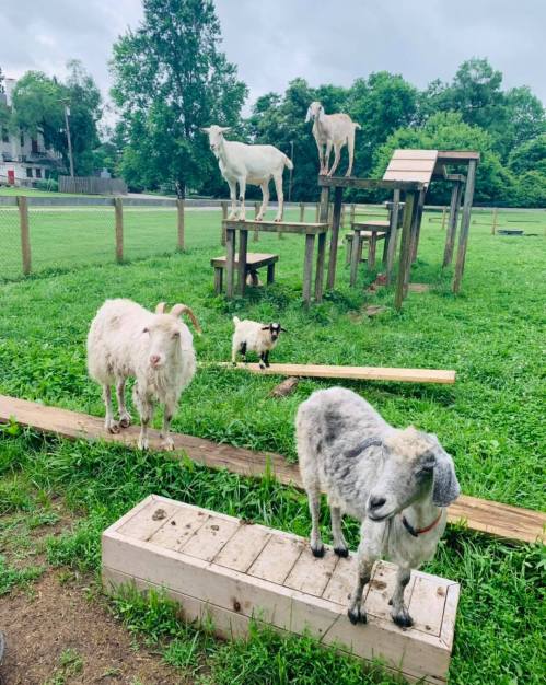 A group of goats in a grassy area, some on wooden structures, with trees and a cloudy sky in the background.