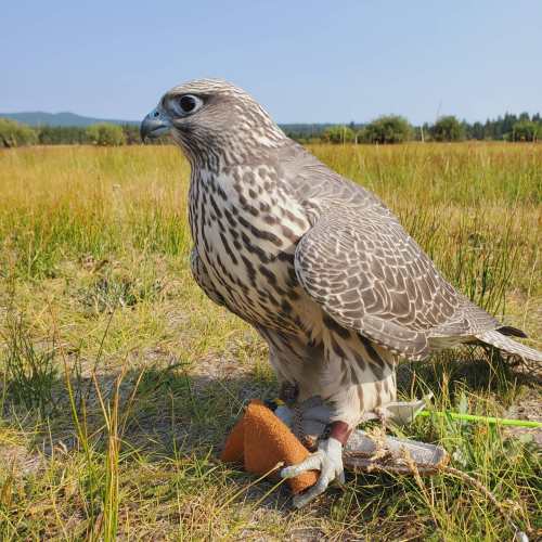 A falcon stands on the ground in a grassy field, with mountains in the background and a small orange object nearby.