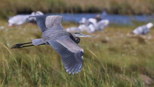 A heron in flight over a grassy area, with blurred birds in the background near a body of water.