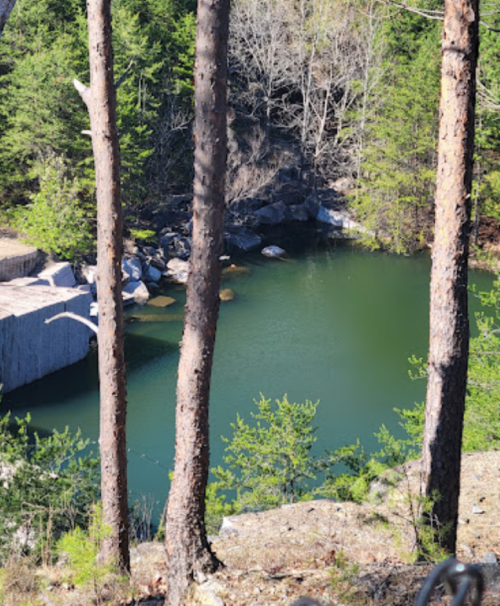 A serene forest scene featuring tall trees surrounding a calm, green pond with rocky edges.