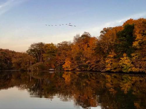 A serene autumn scene with colorful trees reflecting in calm water and a flock of birds flying in the sky.