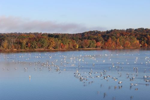 A serene lake surrounded by colorful autumn trees, with flocks of birds flying over the water.