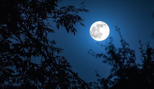 A bright full moon shines in a dark blue sky, partially obscured by silhouetted tree branches.