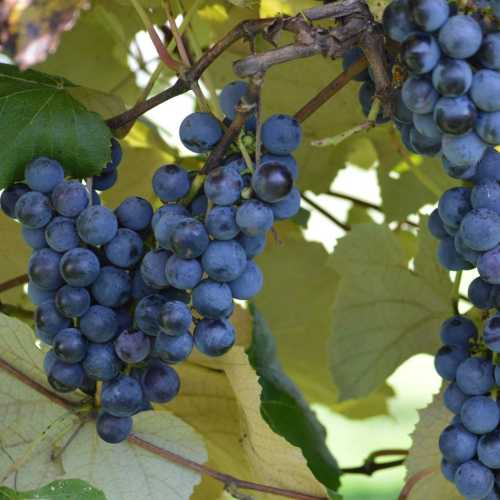 Bunches of ripe blue grapes hanging from a vine, surrounded by green leaves.