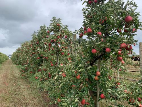 Rows of apple trees laden with red apples under a cloudy sky, with a grassy path in between.