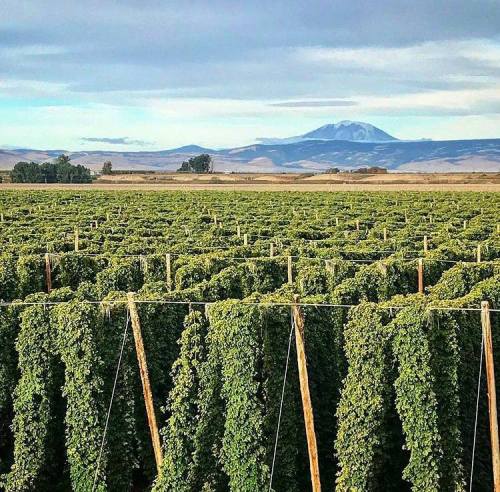 Lush green hop fields stretch across the landscape, with mountains in the background under a cloudy sky.