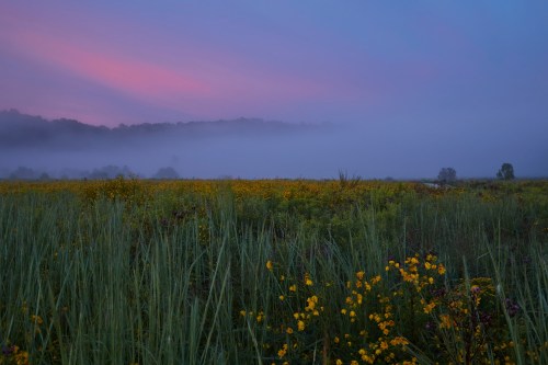 A misty landscape at dawn, featuring a field of wildflowers and soft pink and purple hues in the sky.