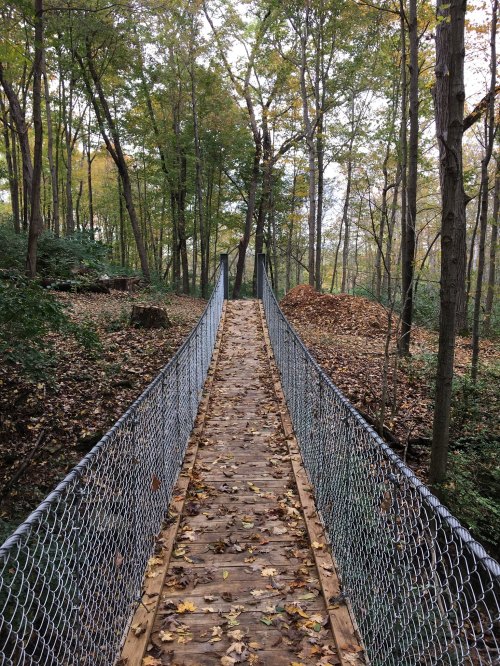 A wooden suspension bridge surrounded by trees and autumn foliage, leading into a forested area.