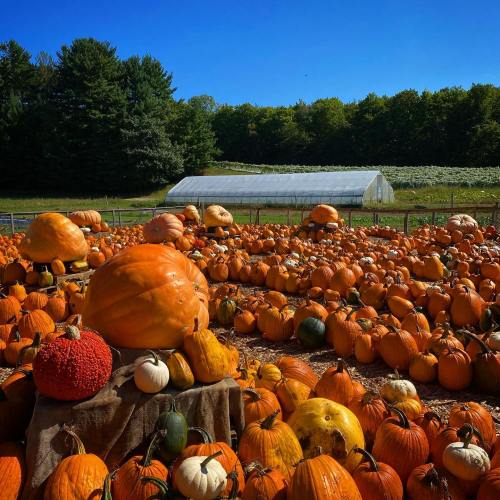 A vibrant pumpkin patch with various pumpkins under a clear blue sky and lush green trees in the background.
