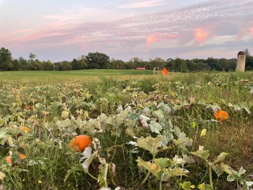 A pumpkin patch with vibrant orange pumpkins among green leaves, set against a colorful sunset sky and distant trees.