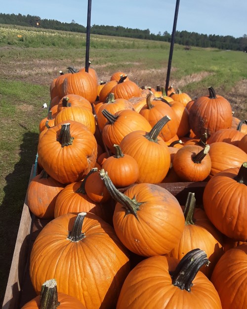 A close-up of a wooden cart filled with bright orange pumpkins in a field under a clear blue sky.