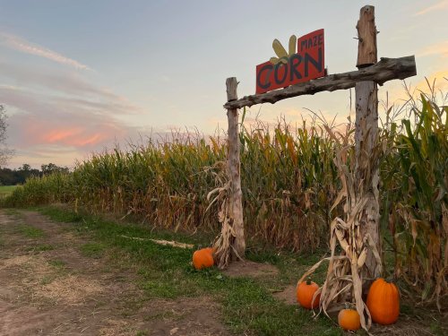 A corn maze entrance with a sign reading "CORN" and pumpkins, set against a sunset sky.