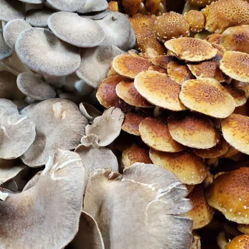 A variety of mushrooms in different shapes and colors, including light gray and brown, arranged closely together.