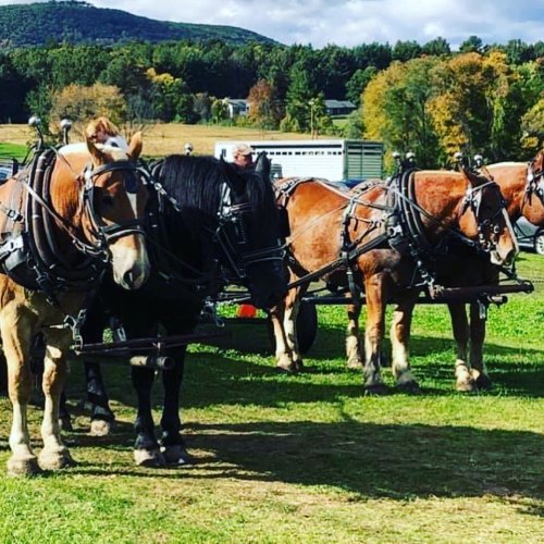 A team of draft horses in harness stands in a grassy field with mountains and trees in the background.