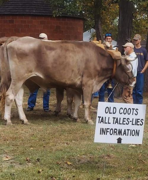 A cow stands next to a sign reading "OLD COOTS TALL TALES-LIES INFORMATION," with people gathered nearby.