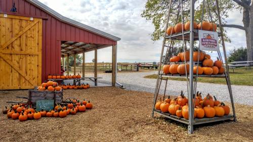 A farm stand displays a variety of pumpkins on shelves and the ground, with a red barn in the background.