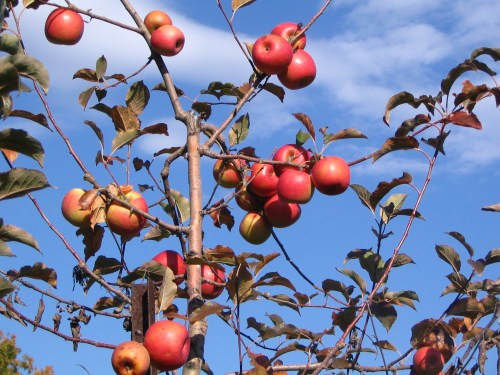 A close-up of a tree branch laden with ripe red and green apples against a blue sky.