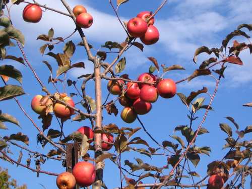 A close-up of a tree branch laden with ripe red and green apples against a blue sky.