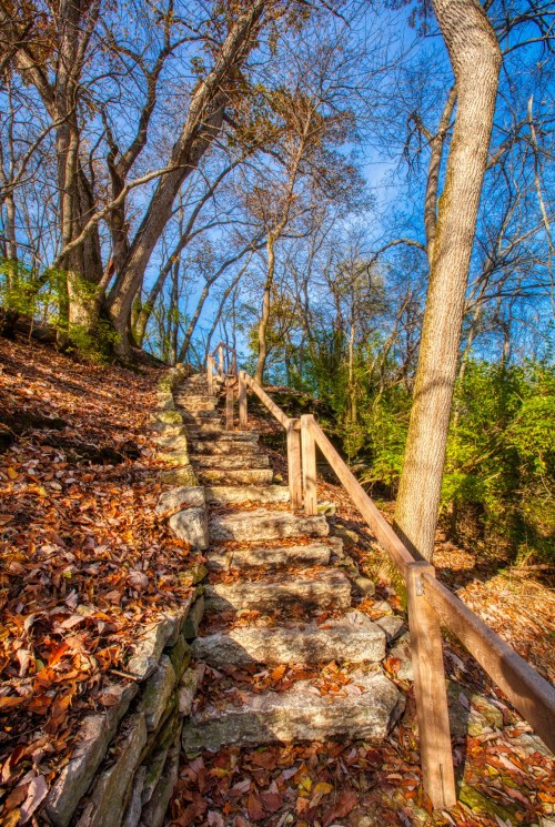 Stone steps lead up a wooded path, surrounded by trees and fallen leaves under a clear blue sky.