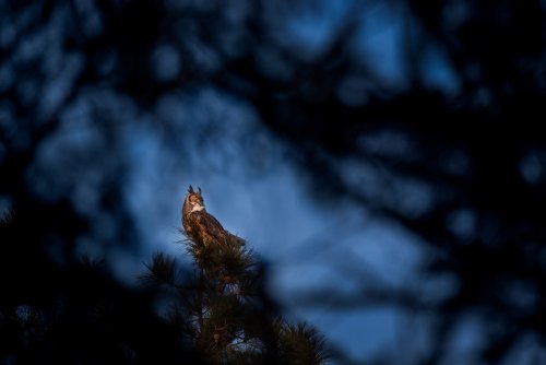A majestic owl perched on a tree branch, silhouetted against a twilight sky.