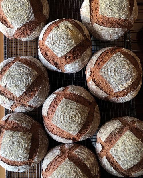 Freshly baked round loaves of bread cooling on a wire rack, showcasing a rustic crust and unique scoring patterns.