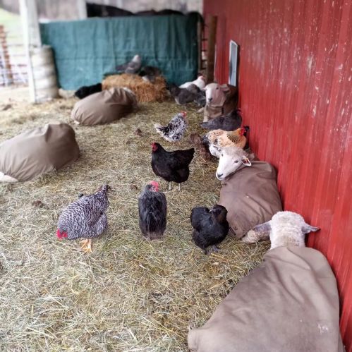 A barn interior with sheep and chickens resting on straw-covered ground near a red wall.