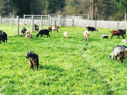 A herd of goats grazing in a green field surrounded by a wooden fence and trees in the background.