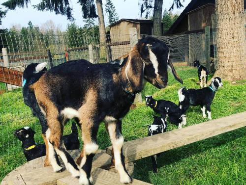 A group of playful goats, including one standing on a wooden platform, surrounded by green grass and trees.