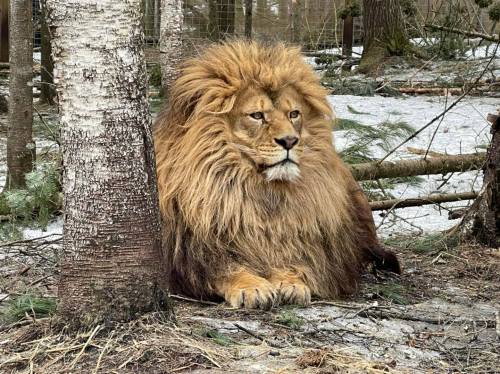 A majestic lion with a thick mane rests beside a tree in a forested area.