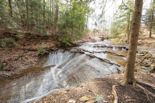 A serene forest scene featuring a gently flowing stream surrounded by trees and rocky banks.