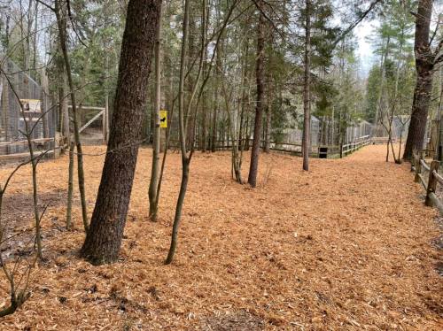 A forested area with a path covered in wood chips, leading to fenced enclosures in the background.