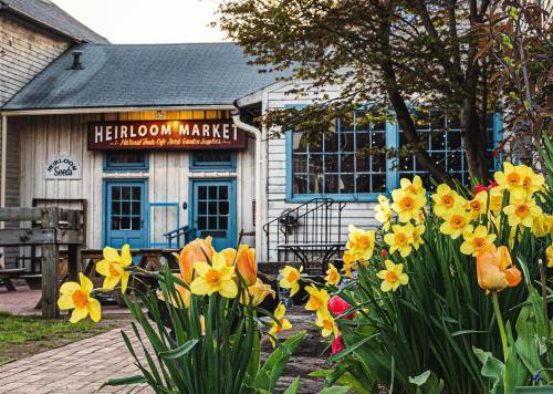 A quaint market building with blue doors, surrounded by vibrant yellow and orange flowers in a garden setting.