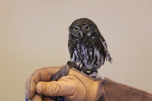 A small owl perched on a gloved hand, featuring dark feathers and bright yellow eyes.