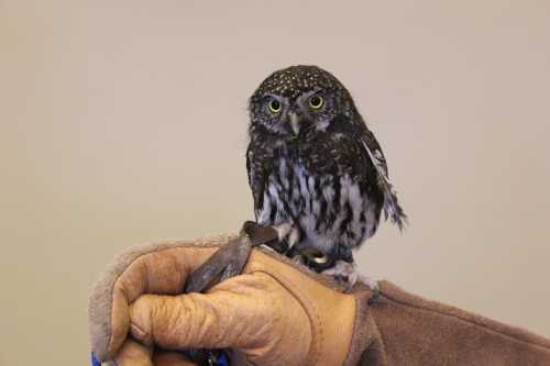 A small owl perched on a gloved hand, featuring dark feathers and bright yellow eyes.